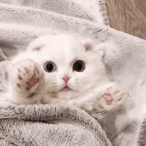 可爱猫咪图片欣赏-喵巴士