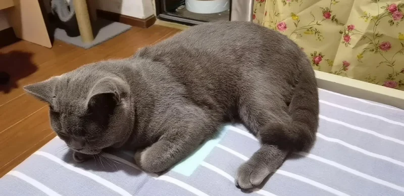 铲屎官应该知道的养猫避坑指南-喵巴士